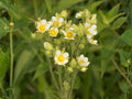 Prairie Cinquefoil Seeds – Native Wildflower Perennial – Pollinator Friendly – Potentilla arguta – 500 Seeds