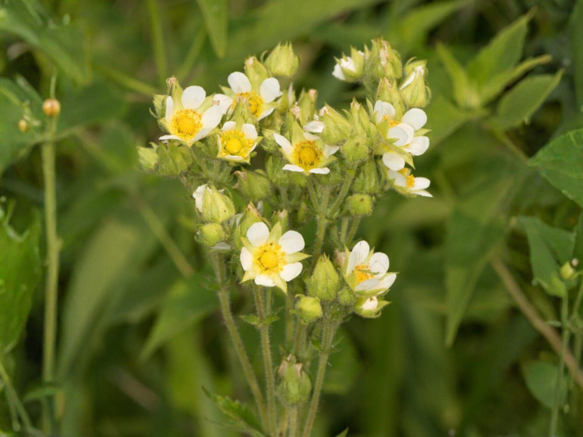 Prairie Cinquefoil Seeds – Native Wildflower Perennial – Pollinator Friendly – Potentilla arguta – 500 Seeds