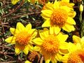 Yellowray Goldfields Seeds – Native Wildflower – Bright Yellow Daisy-Like Flowers – Lasthenia glabrata – Pollinator Friendly, 100 Seeds