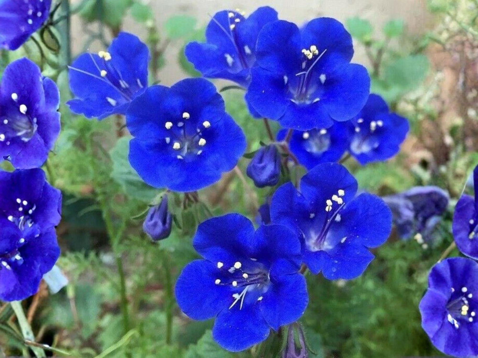 California Bluebell Seeds – Phacelia campanularia, Desert Scorpionweed, Blue Wildflower, 100 Seeds for Xeriscape & Pollinator Gardens