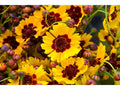 Coreopsis basalis Seeds – Golden Wave Tickseed – Yellow & Red Wildflower – Pollinator Annual – 100 Seeds