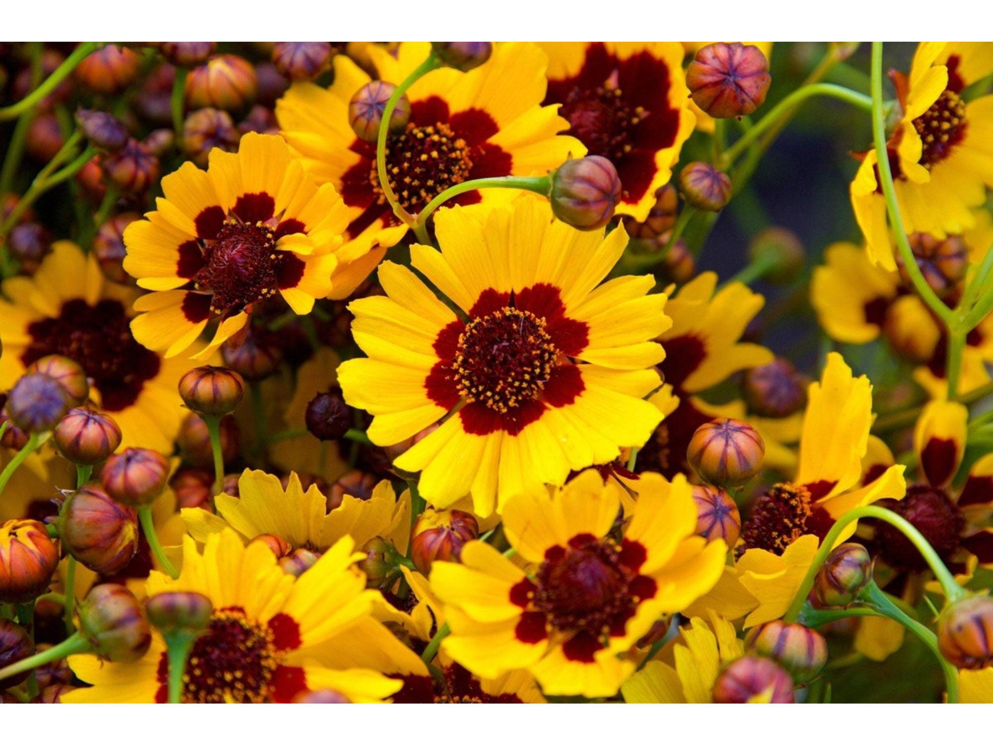 Coreopsis basalis Seeds – Golden Wave Tickseed – Yellow & Red Wildflower – Pollinator Annual – 100 Seeds