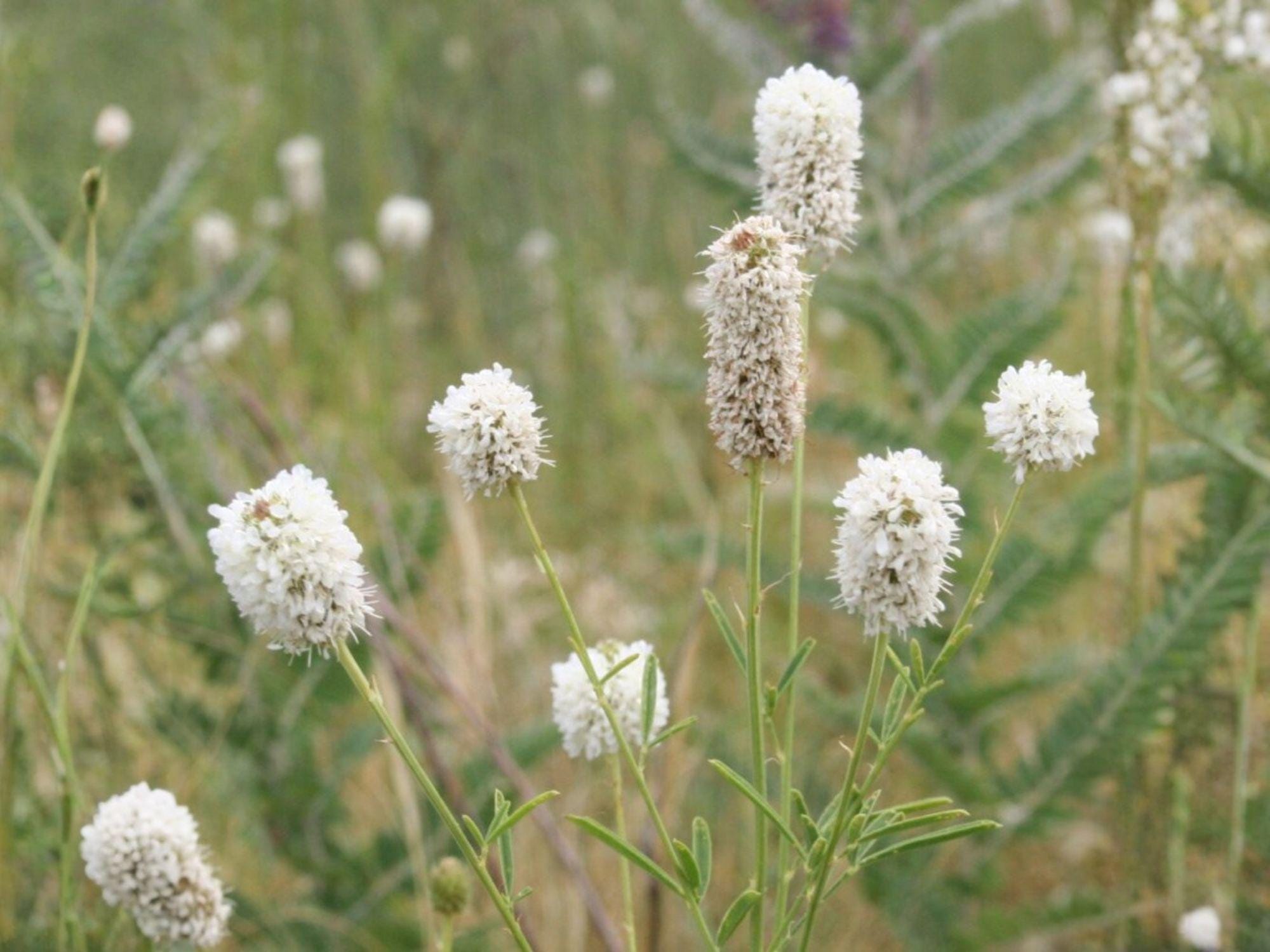 White Prairie Clover Seeds – Native Pollinator Wildflower, Dalea candida, 100 Seeds