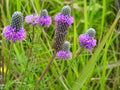 Purple Prairie Clover Seeds – Native Pollinator Wildflower, Drought Tolerant Perennial, Dalea purpurea, 100 Seeds