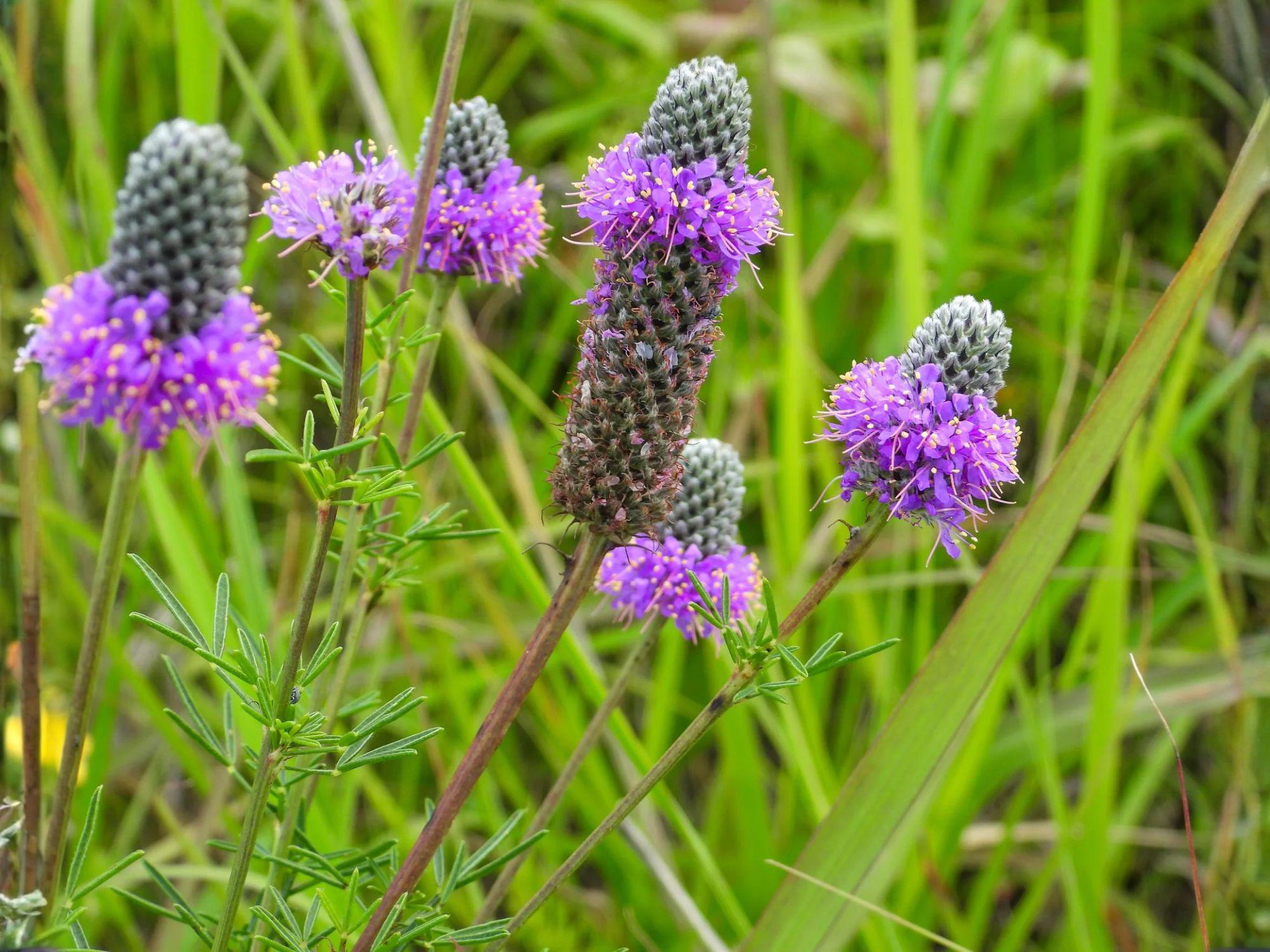 Purple Prairie Clover Seeds – Native Pollinator Wildflower, Drought Tolerant Perennial, Dalea purpurea, 100 Seeds