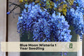 Blue Moon Wisteria Seedling, Deciduous Climbing Vine, Lavender-Blue Flowers, Wisteria macrostachya, Garden Trellis Plant