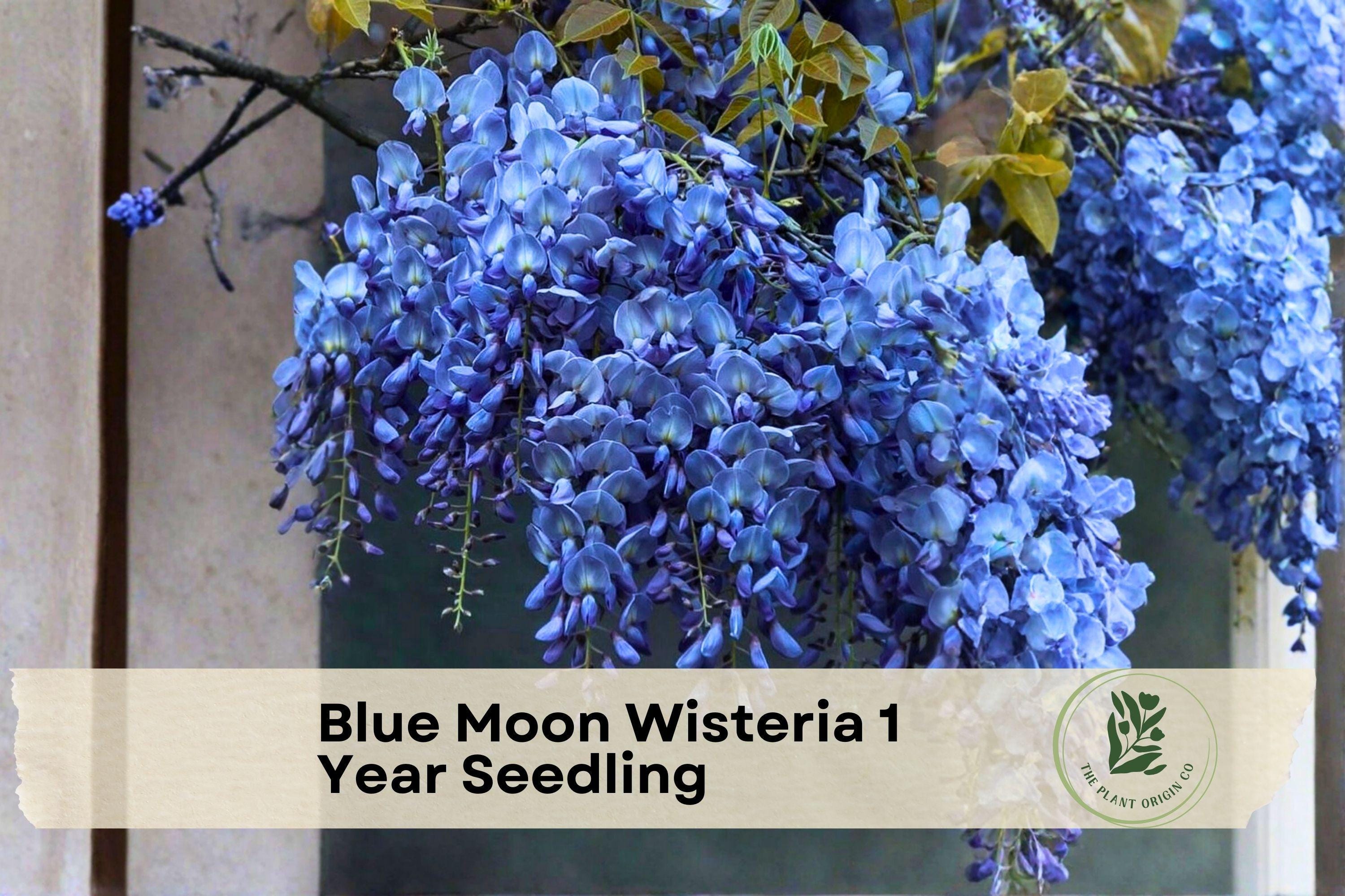 Blue Moon Wisteria Seedling, Deciduous Climbing Vine, Lavender-Blue Flowers, Wisteria macrostachya, Garden Trellis Plant