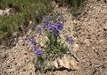 Penstemon Humilis Seeds – 50 Native Wildflower Seeds for Lavender Blue Blooms, Drought Tolerant, Pollinator Friendly, Compact Perennial