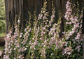 Penstemon Palmeri Seeds – 50 Native Wildflower Seeds for Pink Lavender Fragrant Blooms, Drought Tolerant, Pollinator Friendly, Xeriscape Garden