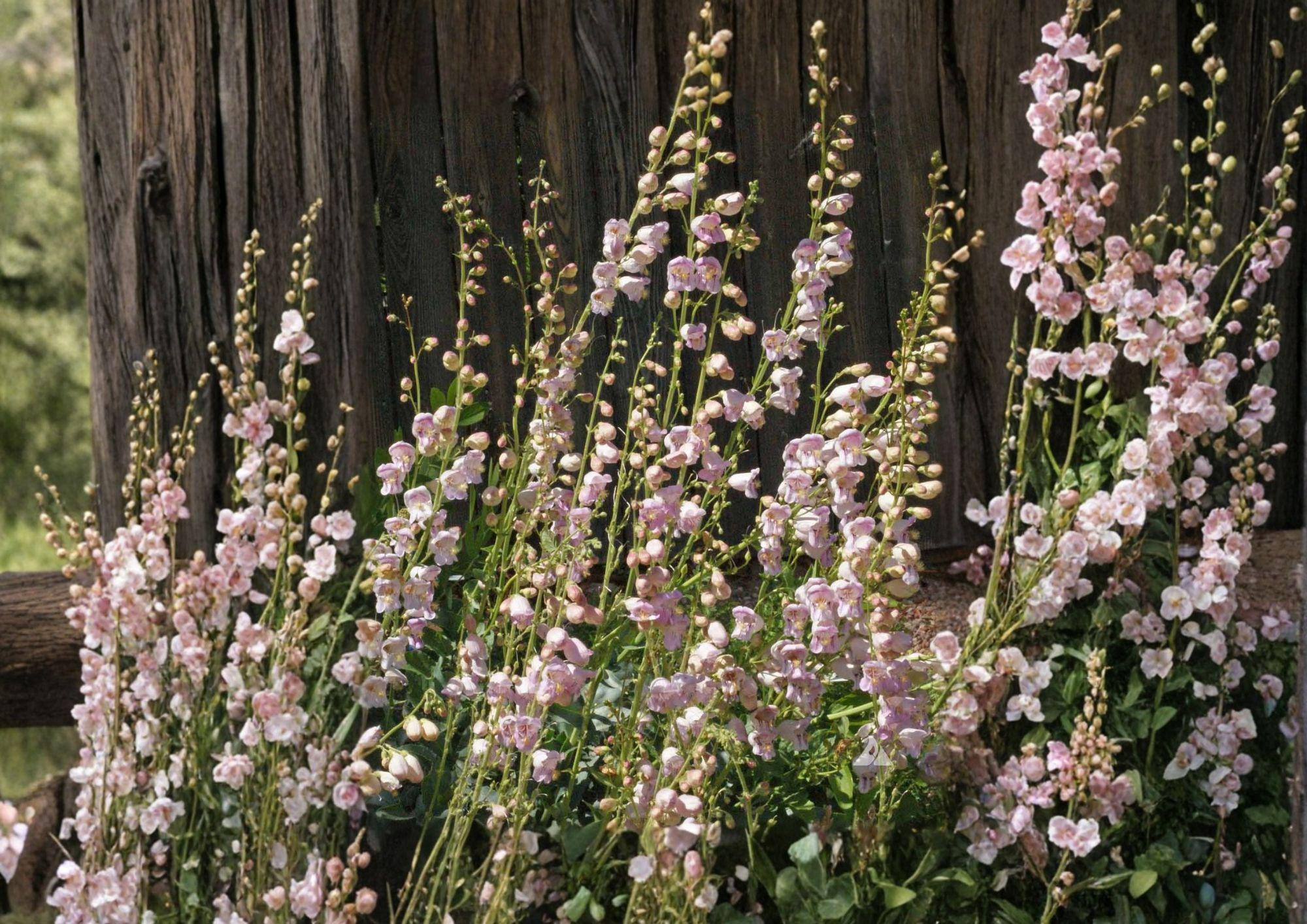 Penstemon Palmeri Seeds – 50 Native Wildflower Seeds for Pink Lavender Fragrant Blooms, Drought Tolerant, Pollinator Friendly, Xeriscape Garden