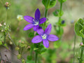 Triodanis perfoliata Seeds – Venus’ Looking Glass Native Blue Wildflower Bulk 1000 Seeds for Meadow Gardens & Restoration