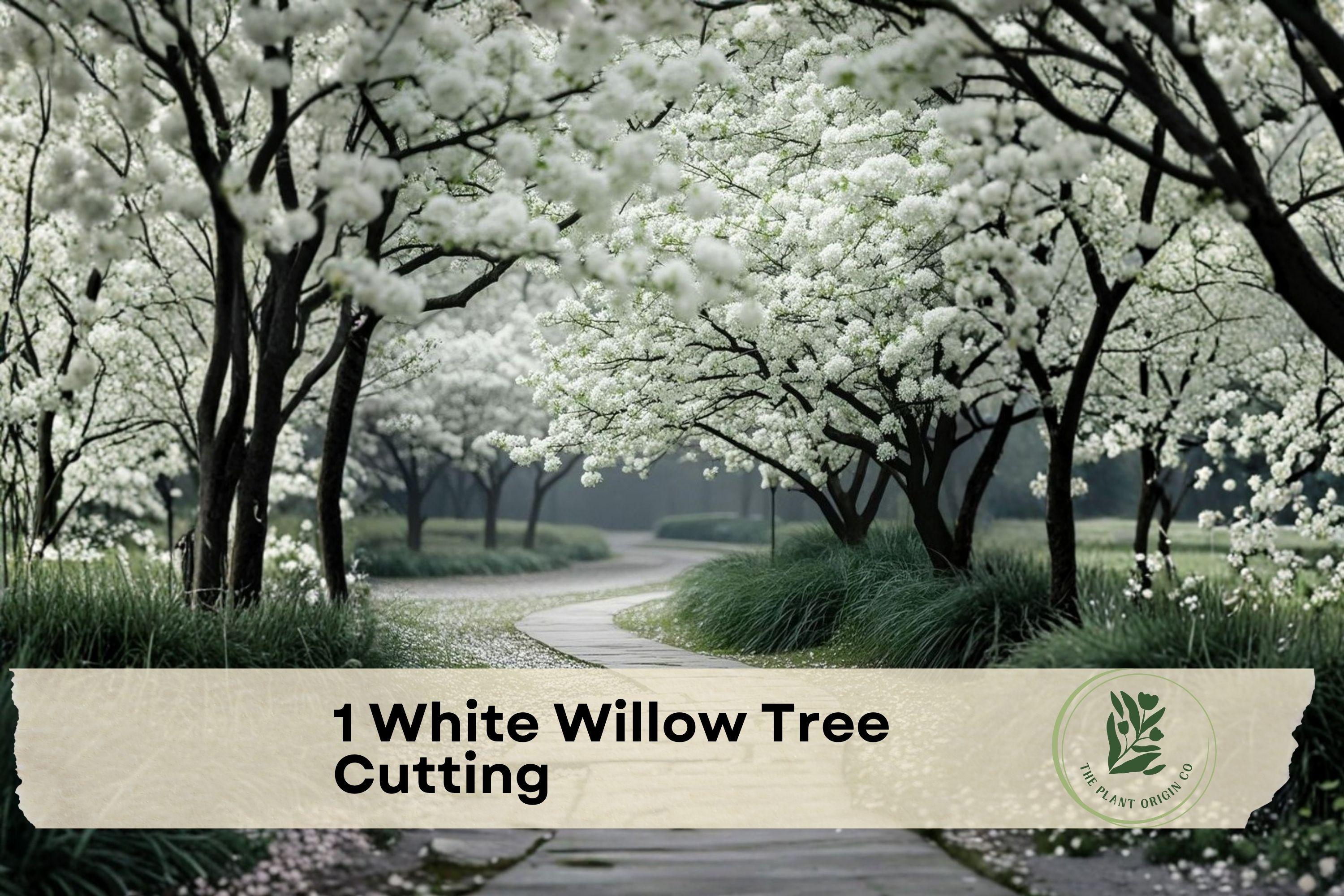 White Willow Tree Cutting – Live Salix alba Deciduous Tree for Rooting, Silver Leaves, Moist Soil, Shade, Landscape Plant