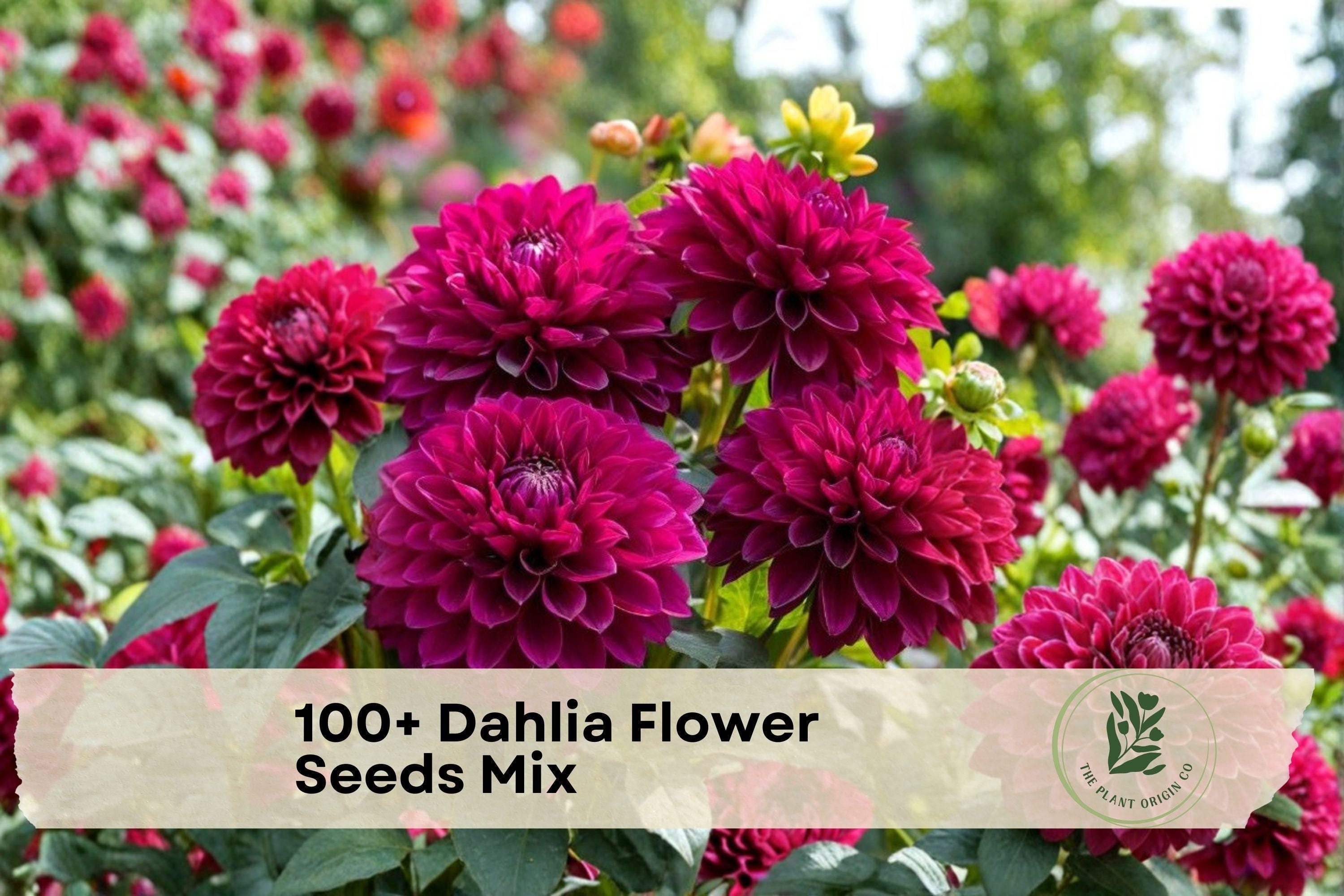 100+ Dahlia Flower Seeds – Mixed Color Varieties for Garden Beds & Containers – Vibrant Blooming Plants