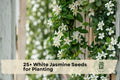 White Jasmine Seeds for Planting – Fragrant White Flowers, Flowering Vine or Shrub, Jasminum sambac