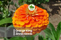 Orange King Zinnia Seeds – Bright Orange, Heirloom, Zinnia elegans, Annual for Borders, Cut Flowers & Pollinator Gardens