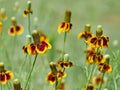 Prairie Coneflower Seeds - Mexican Hat Wildflower, Drought Tolerant, Native Perennial, Ratibida columnifera, Pollinator Garden Seeds