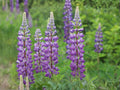 Large Leaf Lupine Seeds – Blue Wildflower, Perennial Pollinator Garden, Lupinus polyphyllus Lindl. (20 Seeds)