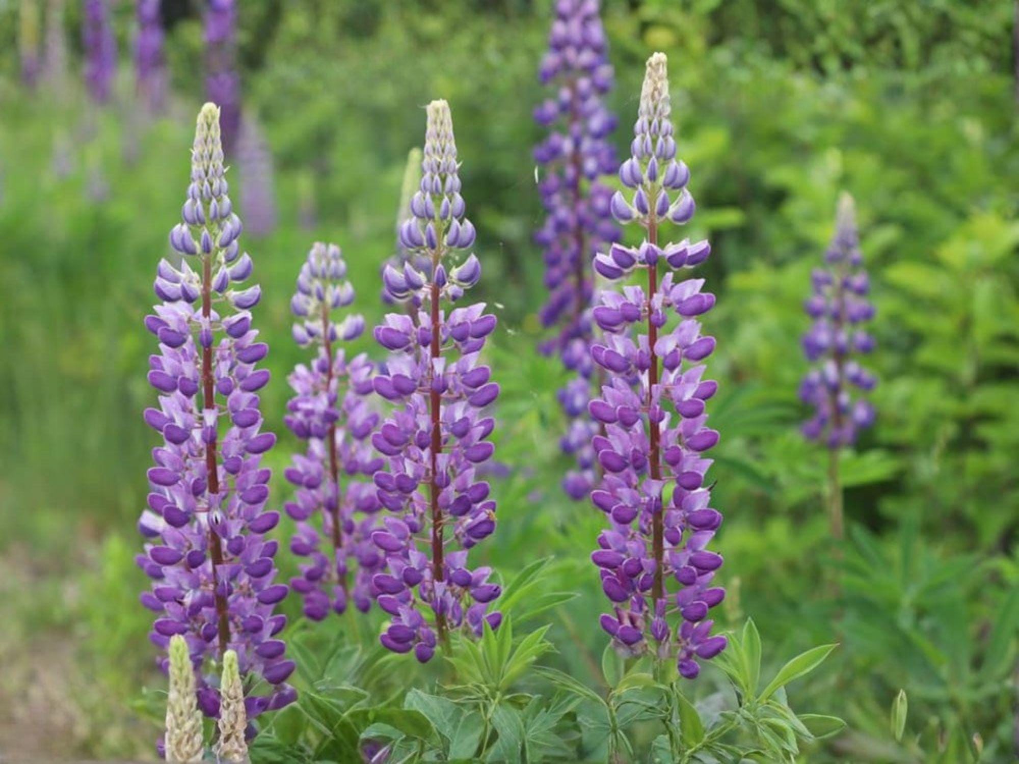 Large Leaf Lupine Seeds – Blue Wildflower, Perennial Pollinator Garden, Lupinus polyphyllus Lindl. (20 Seeds)