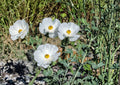 Prickly Poppy Seeds, Argemone polyanthemos, Native Prairie Wildflower, Drought-Tolerant, White Blooms, Bee Attractant, 15 Seeds