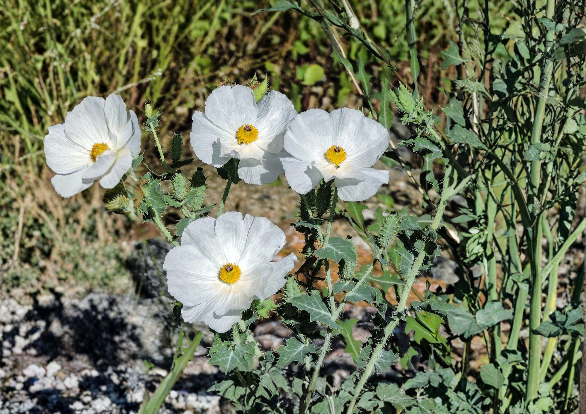 Prickly Poppy Seeds, Argemone polyanthemos, Native Prairie Wildflower, Drought-Tolerant, White Blooms, Bee Attractant, 15 Seeds