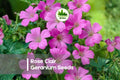 25 Rose Clair Geranium Seeds – Soft Pink Blooms, Compact Pelargonium × hortorum, Easy to Grow, Heat-Tolerant, Perfect for Containers & Gardens