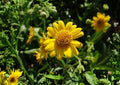 Meadow Arnica Seeds - Native Alpine Wildflower, Pollinator Friendly, Bright Yellow Daisy Blooms, Arnica chamissonis, 100 Seeds