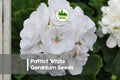 25 Patriot White Geranium Seeds – Pelargonium × hortorum, White Bloom, Compact, Heat-Tolerant, Garden, Pot, Border Plant
