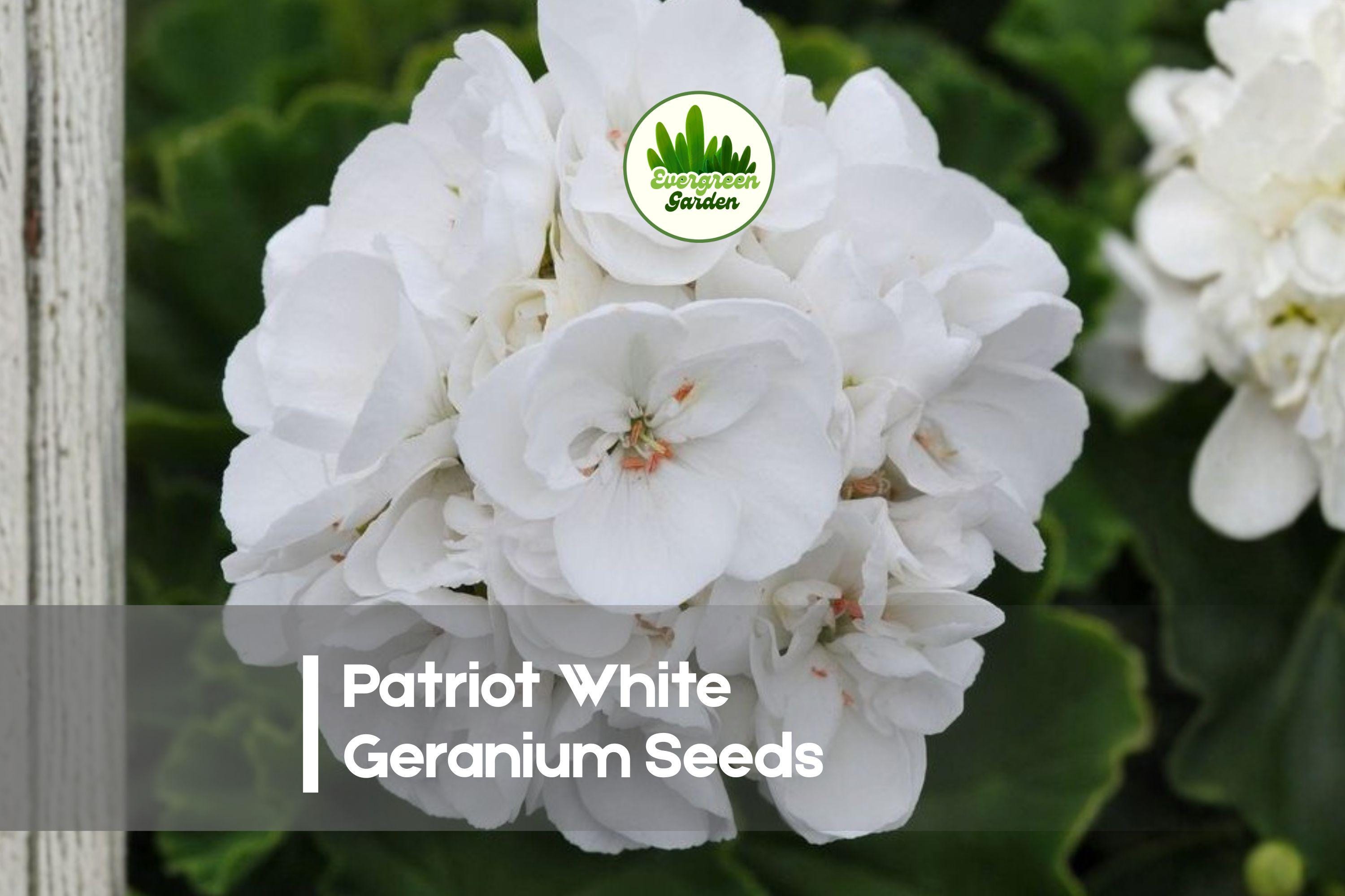 25 Patriot White Geranium Seeds – Pelargonium × hortorum, White Bloom, Compact, Heat-Tolerant, Garden, Pot, Border Plant