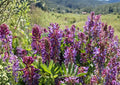 Astragalus bisulcatus Twogroove Milkvetch Seeds, Drought-Tolerant Native Prairie Legume, Purple Flower, Wildflower, Pollinator Plant