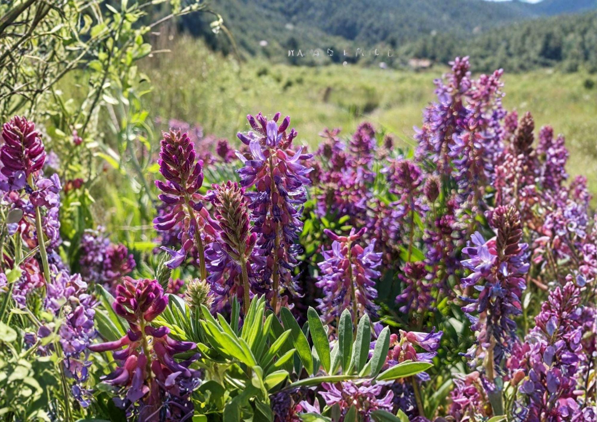 Astragalus bisulcatus Twogroove Milkvetch Seeds, Drought-Tolerant Native Prairie Legume, Purple Flower, Wildflower, Pollinator Plant