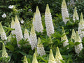 Russell White Lupine Seeds – 20 Non-GMO Perennial Seeds for Cottage Garden, White Flowering Lupinus polyphyllus