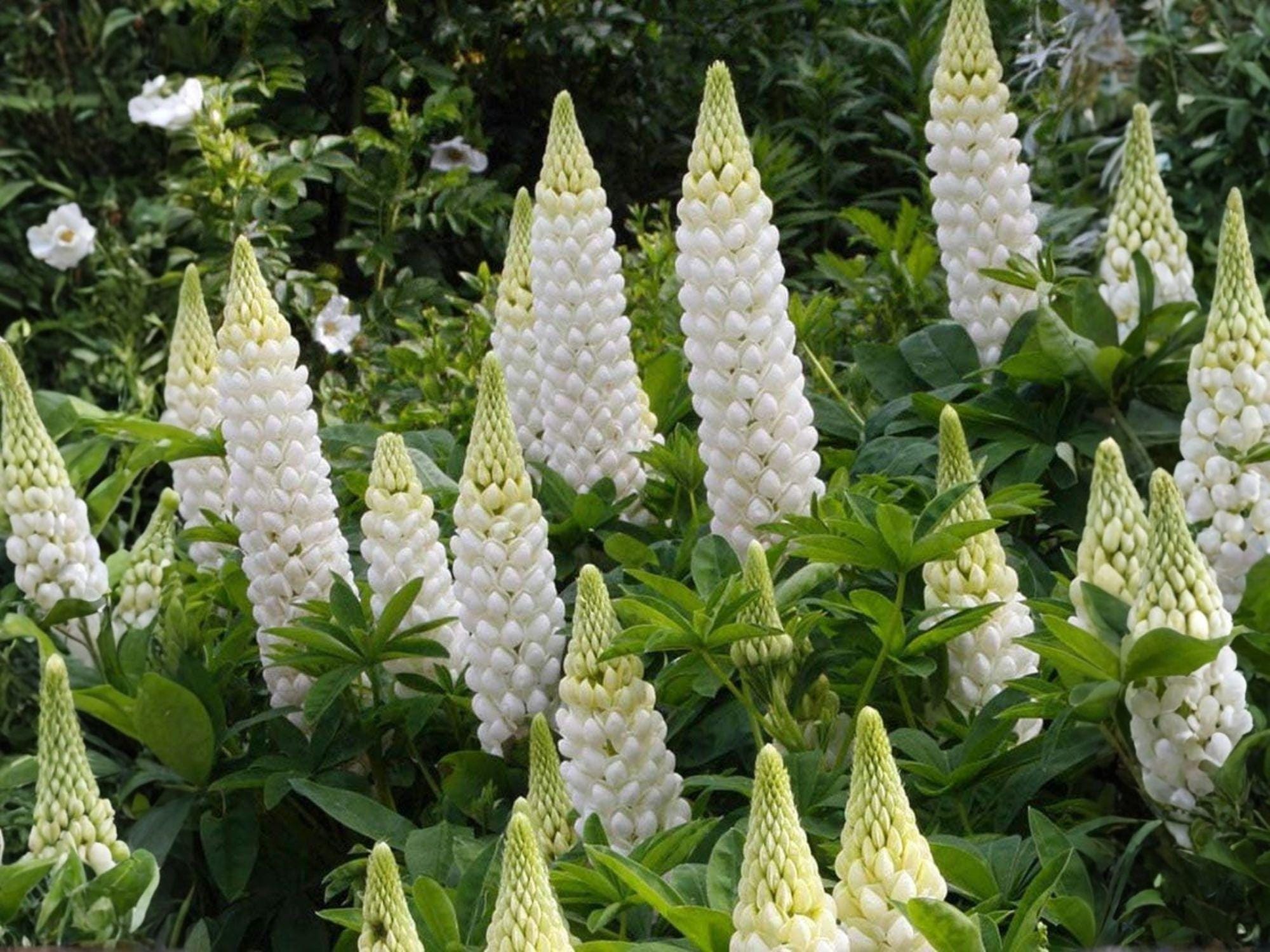 Russell White Lupine Seeds – 20 Non-GMO Perennial Seeds for Cottage Garden, White Flowering Lupinus polyphyllus