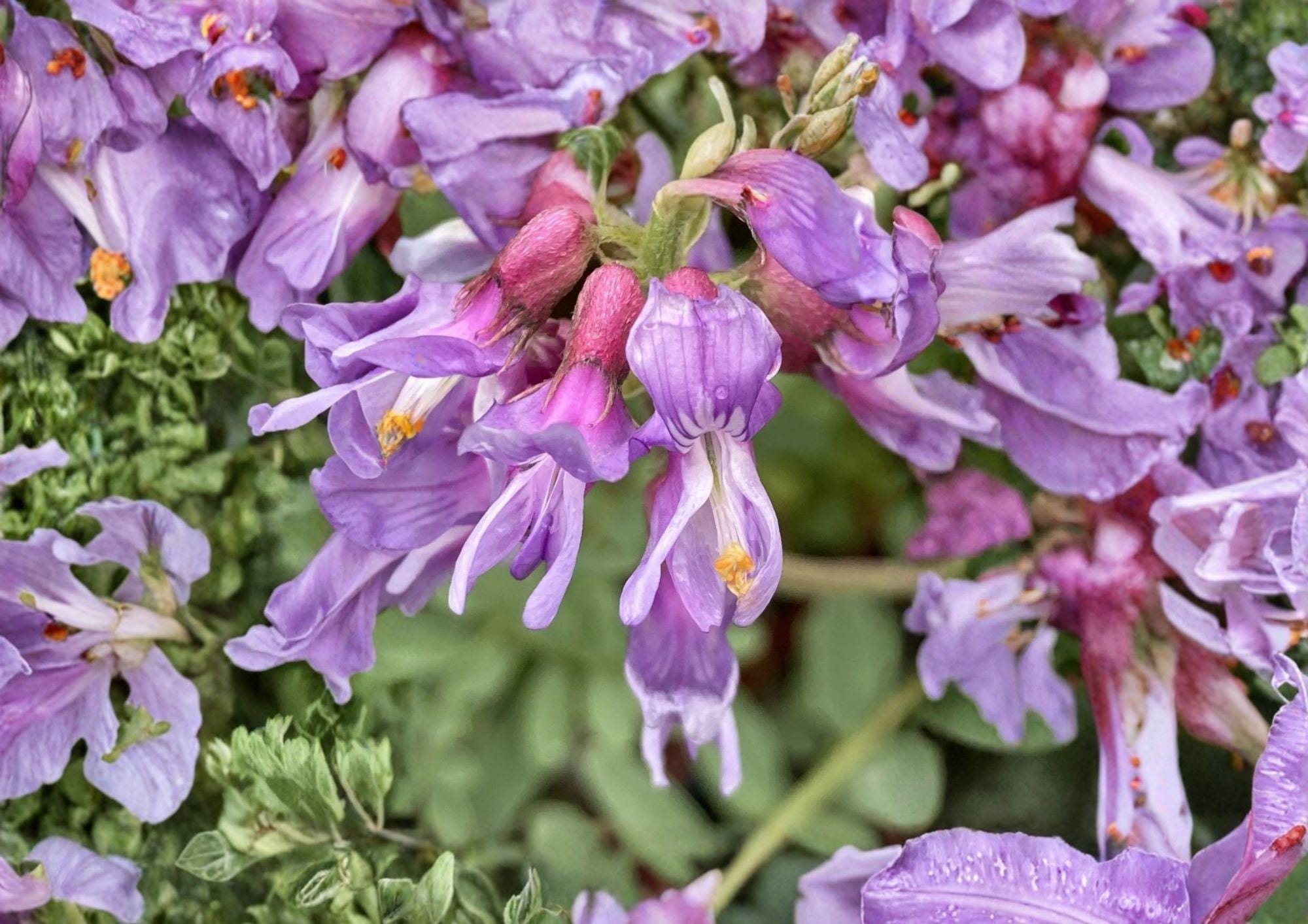 Whisk Broom Milkvetch Seeds – Purple Prairie Legume, Drought-Tolerant, Native Astragalus convallarius, 15 Seeds