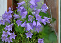 Campanula rotundifolia Harebells 100 Seeds – Native Blue Bellflower Perennial, Pollinator Wildflower for Rock Gardens & Meadows