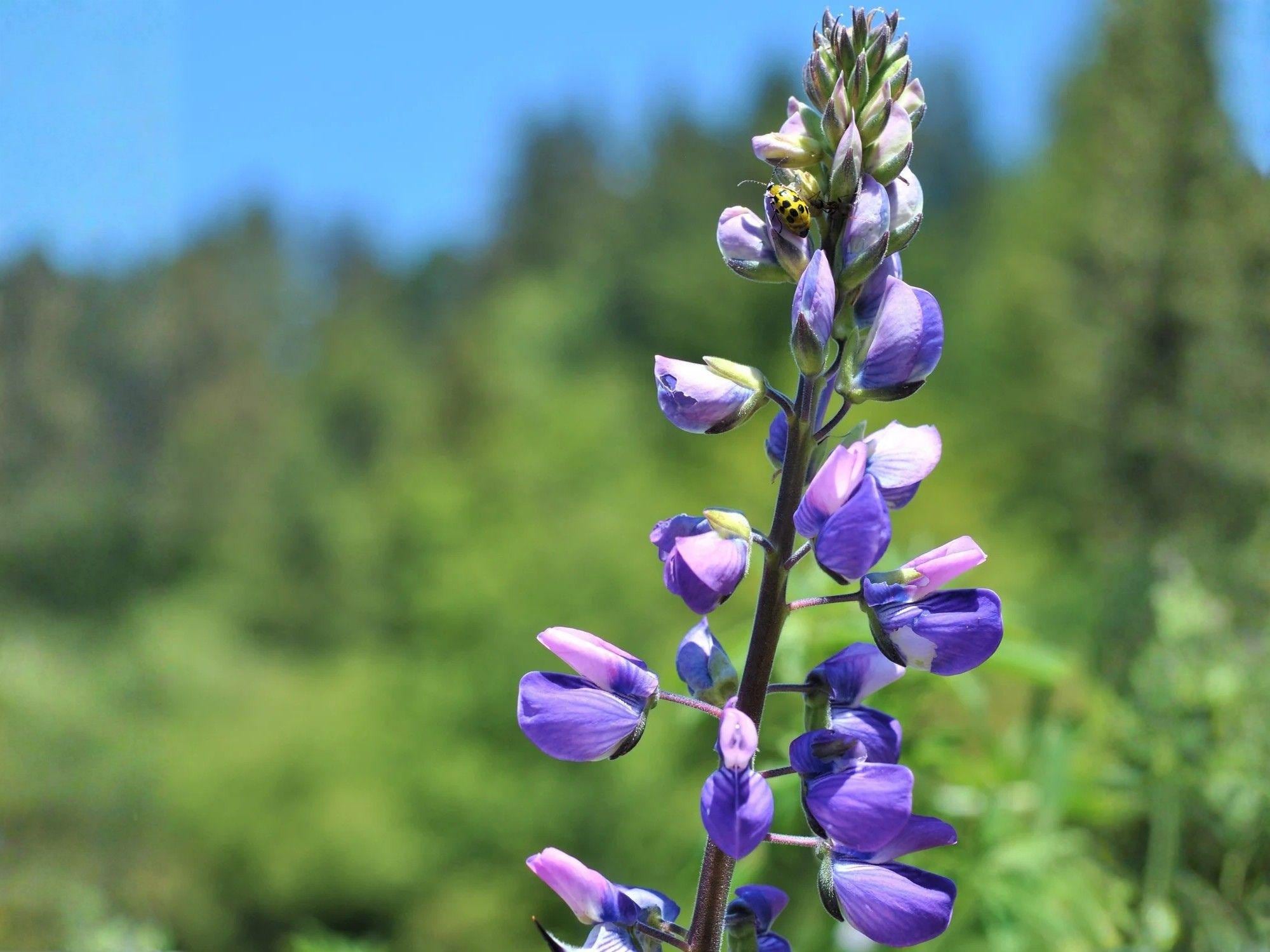 Riverbank Lupine Seeds - Native Blue Purple Wildflower for Pollinator Gardens, Lupinus rivularis, Perennial, Native Plant