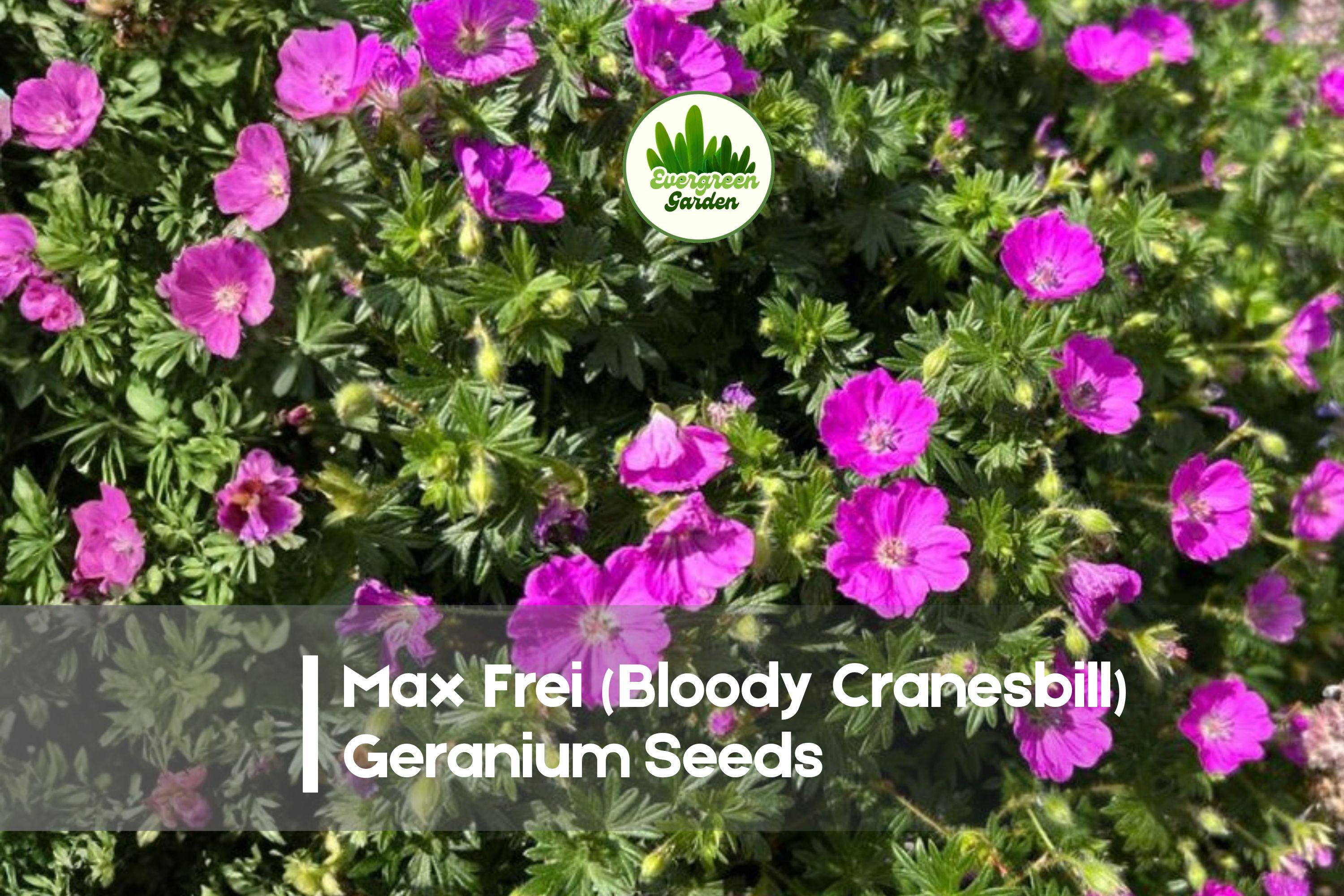 Max Frei Cranesbill Geranium Seeds – Deep Pink Blooms, Hardy Perennial, Geranium sanguineum, Low Mounding, 25 Seeds