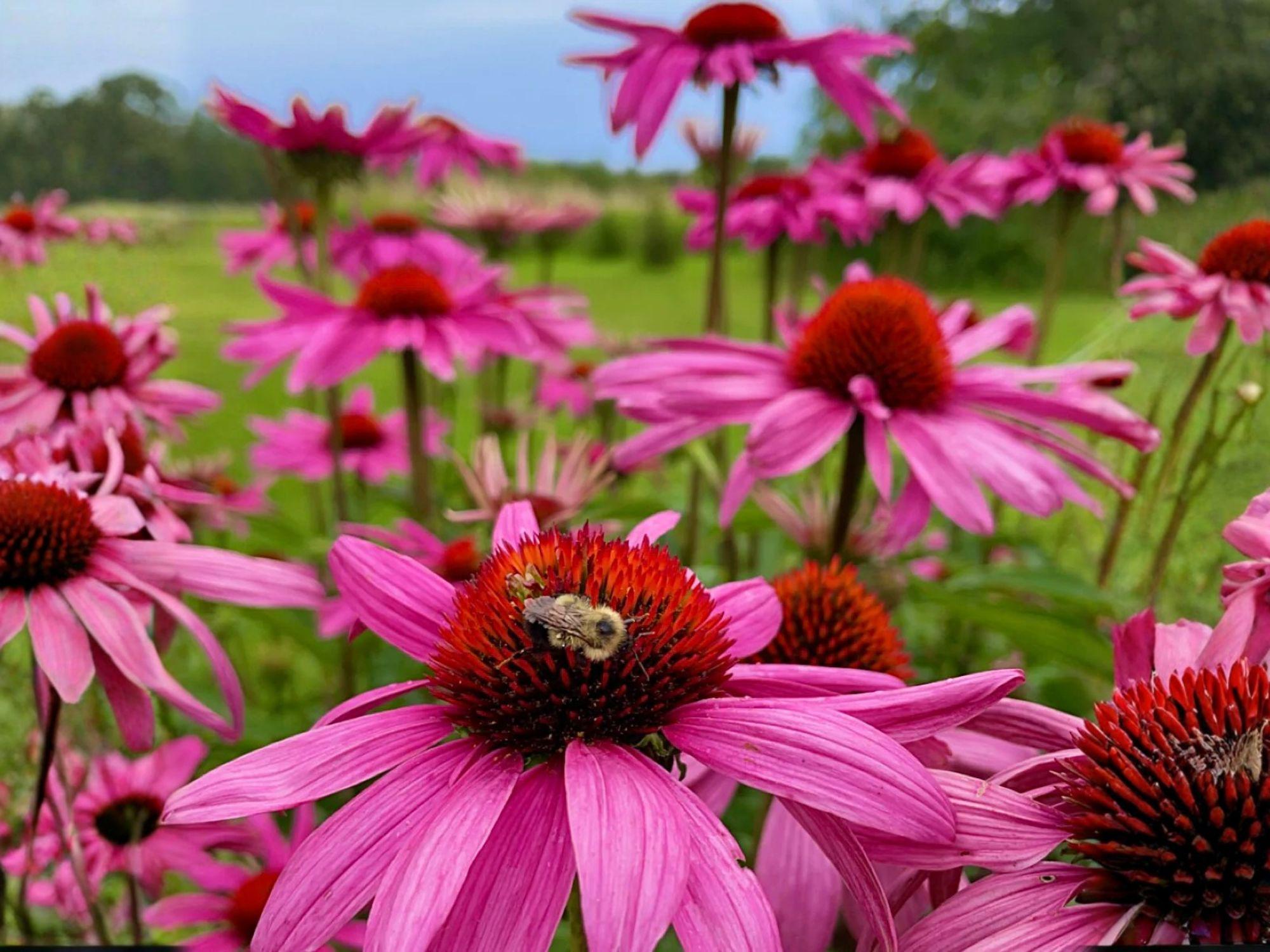 Purple Coneflower Seeds - Echinacea purpurea, Native Perennial, Pollinator-Friendly, Drought Tolerant, Summer Bloom