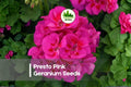 Presto Pink Geranium Seeds – Bright Pink Bloom, Compact Pelargonium × hortorum, Garden, Container, Pot, Bedding
