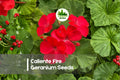 Caliente Fire Geranium Seeds – Red-Orange Blooms, Semi-Trailing, Heat-Tolerant Pelargonium Hybrid, 25 Seeds