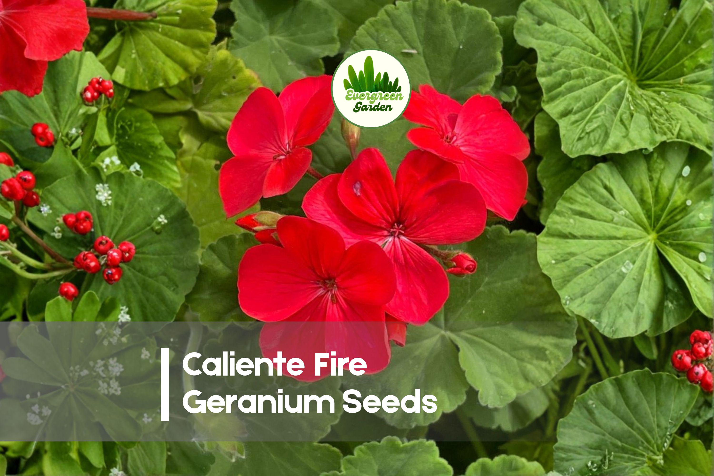 Caliente Fire Geranium Seeds – Red-Orange Blooms, Semi-Trailing, Heat-Tolerant Pelargonium Hybrid, 25 Seeds