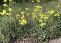 Sulfurflower Buckwheat Seeds - Native Eriogonum umbellatum, Drought Tolerant Alpine Perennial for Rock Gardens & Xeriscapes