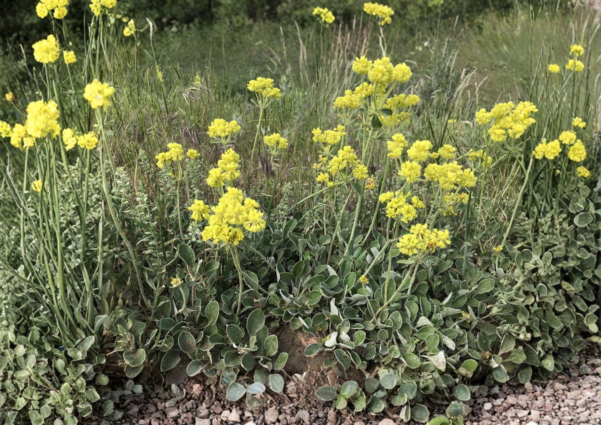 Sulfurflower Buckwheat Seeds - Native Eriogonum umbellatum, Drought Tolerant Alpine Perennial for Rock Gardens & Xeriscapes
