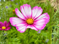 Cosmos Picotee Flower Seeds – Bicolor White Pink Edged, Annual Garden Flowers for Pollinator Gardens, Cottage & Cut Flower Arrangements