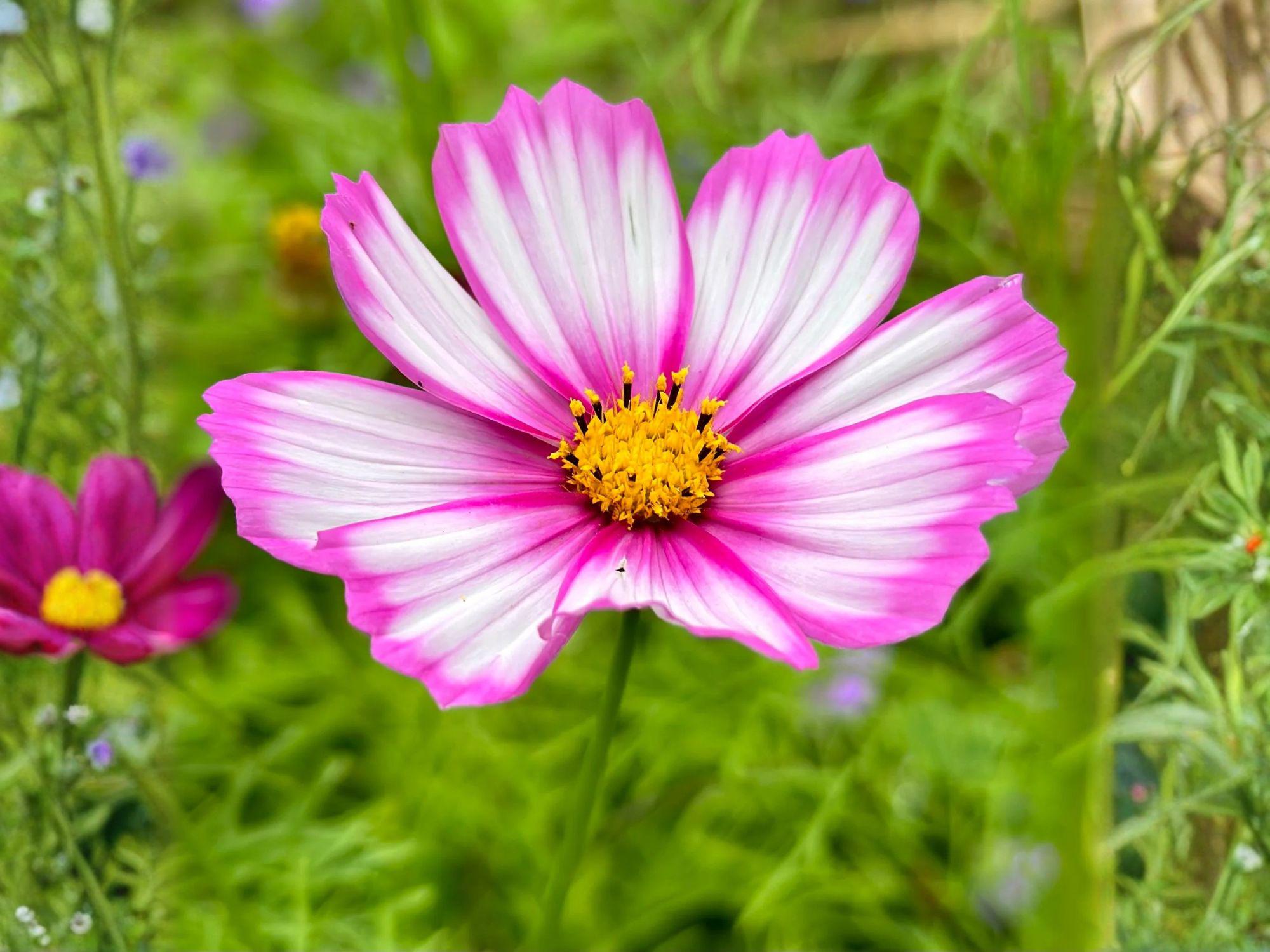 Cosmos Picotee Flower Seeds – Bicolor White Pink Edged, Annual Garden Flowers for Pollinator Gardens, Cottage & Cut Flower Arrangements
