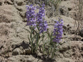 Pagoda Penstemon Seeds – 50 Native Wildflower Seeds, Lavender Blooms, Drought-Tolerant, Penstemon angustifolius, Prairie, Xeriscape