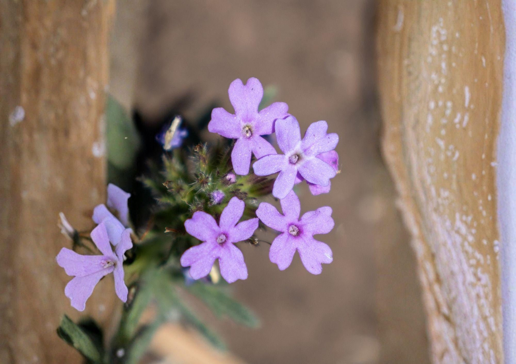 Glandularia bipinnatifida Dakota Vervain Seeds – Native Purple Prairie Wildflower, Drought Tolerant Pollinator Perennial, 50 Seeds
