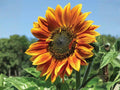 Autumn Beauty Sunflower Seeds – Heirloom Mixed Color Annual Seeds for Fall Garden, Cut Flowers & Pollinator Gardens