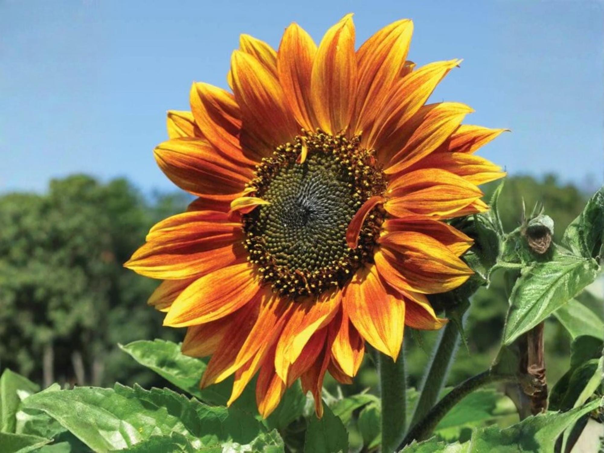 Autumn Beauty Sunflower Seeds – Heirloom Mixed Color Annual Seeds for Fall Garden, Cut Flowers & Pollinator Gardens
