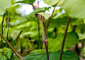 Jack in the Pulpit Seeds – Arisaema triphyllum, Native Woodland Perennial, Shade Garden, Wildflower, 5 Seeds