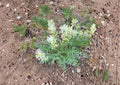 Silky Locoweed Seeds – Native Purple Pea Flower, Drought Tolerant, Oxytropis sericea, Prairie Perennial, Xeriscape Plant